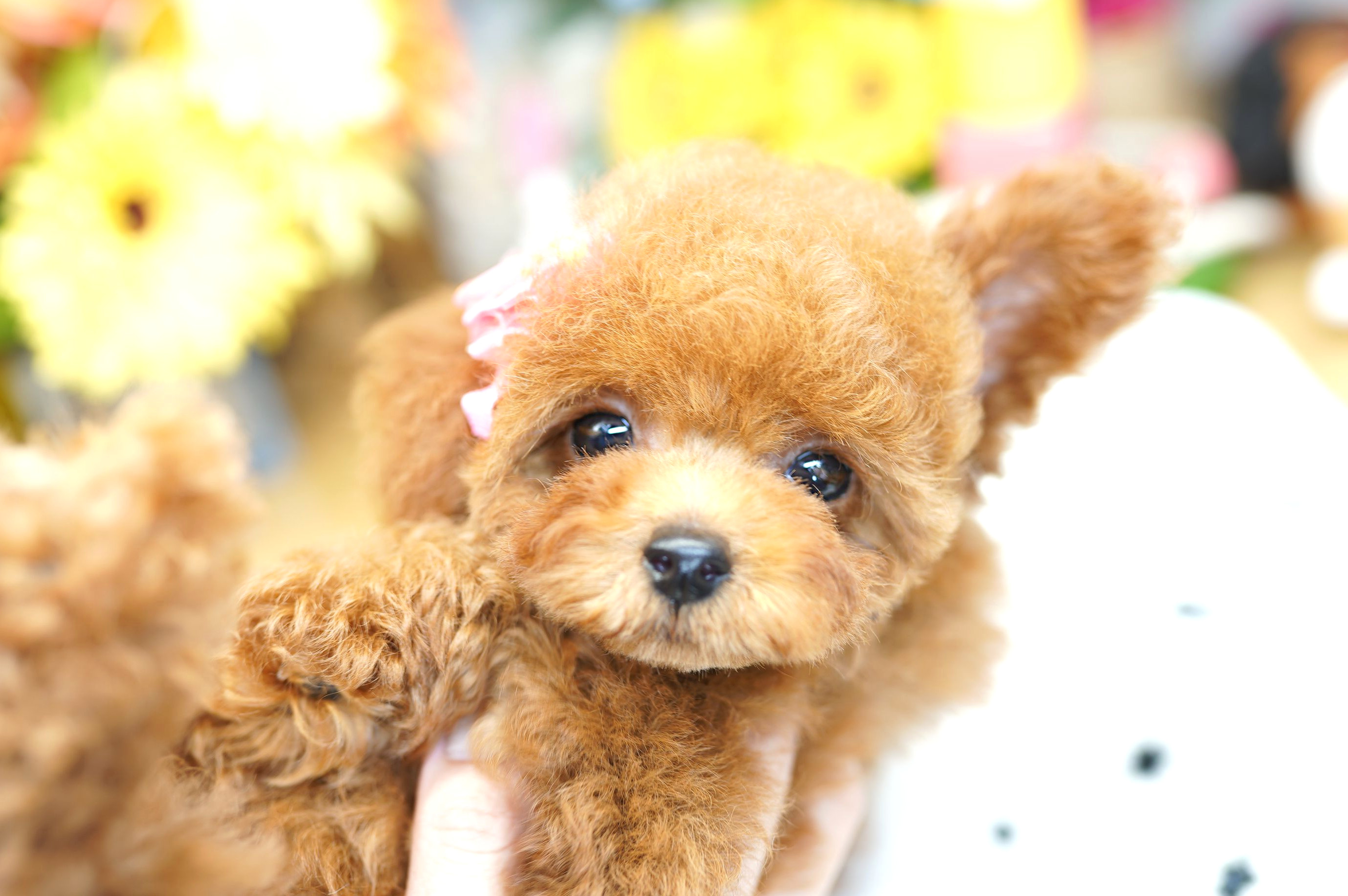 トイプードルの子犬紹介 3w トイプードル ブリーダー ぷーずハウス 関東 埼玉の子犬販売