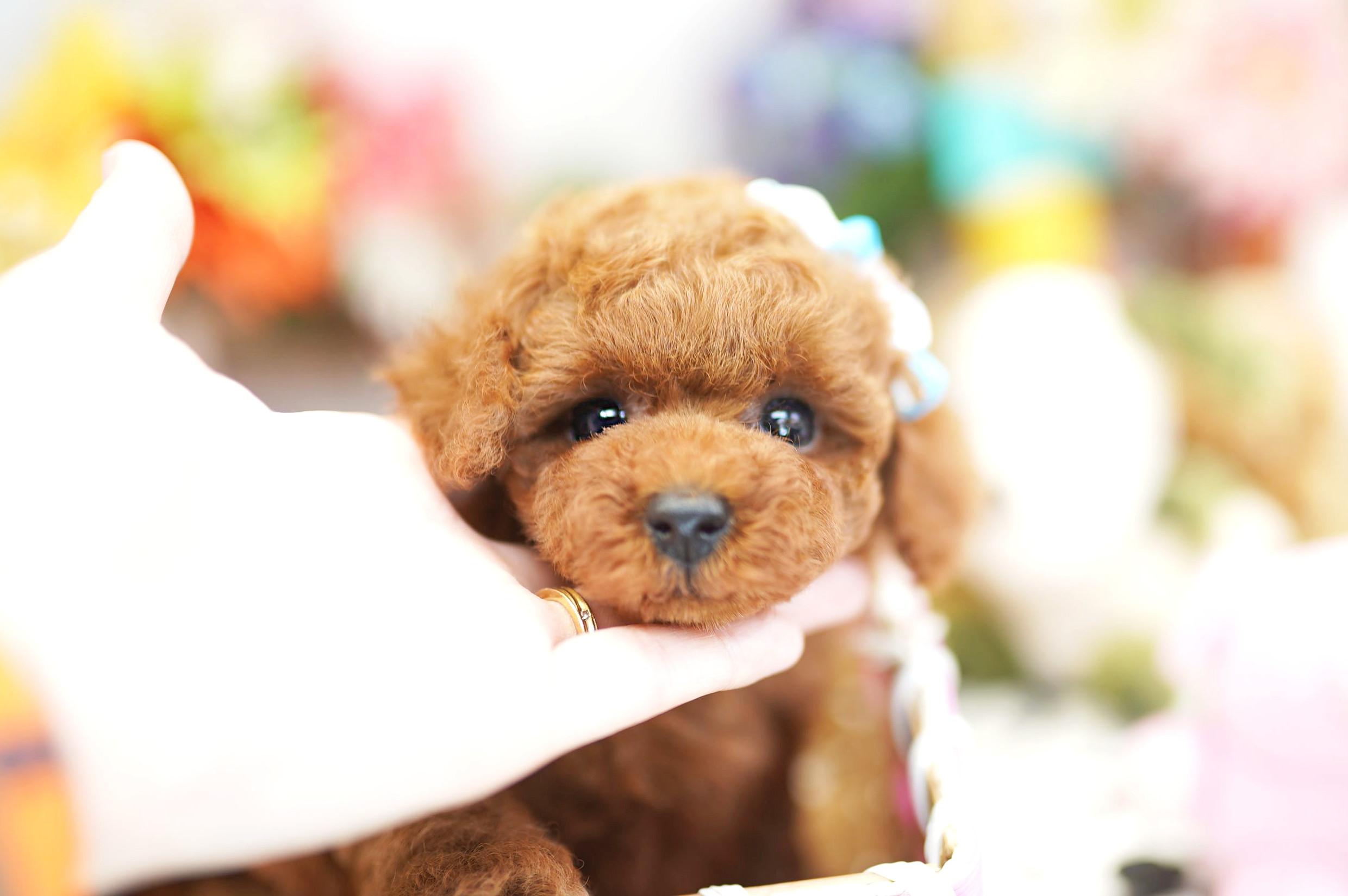 トイプードルの子犬紹介 0210 3m トイプードル ブリーダー ぷーずハウス 関東 埼玉の子犬販売