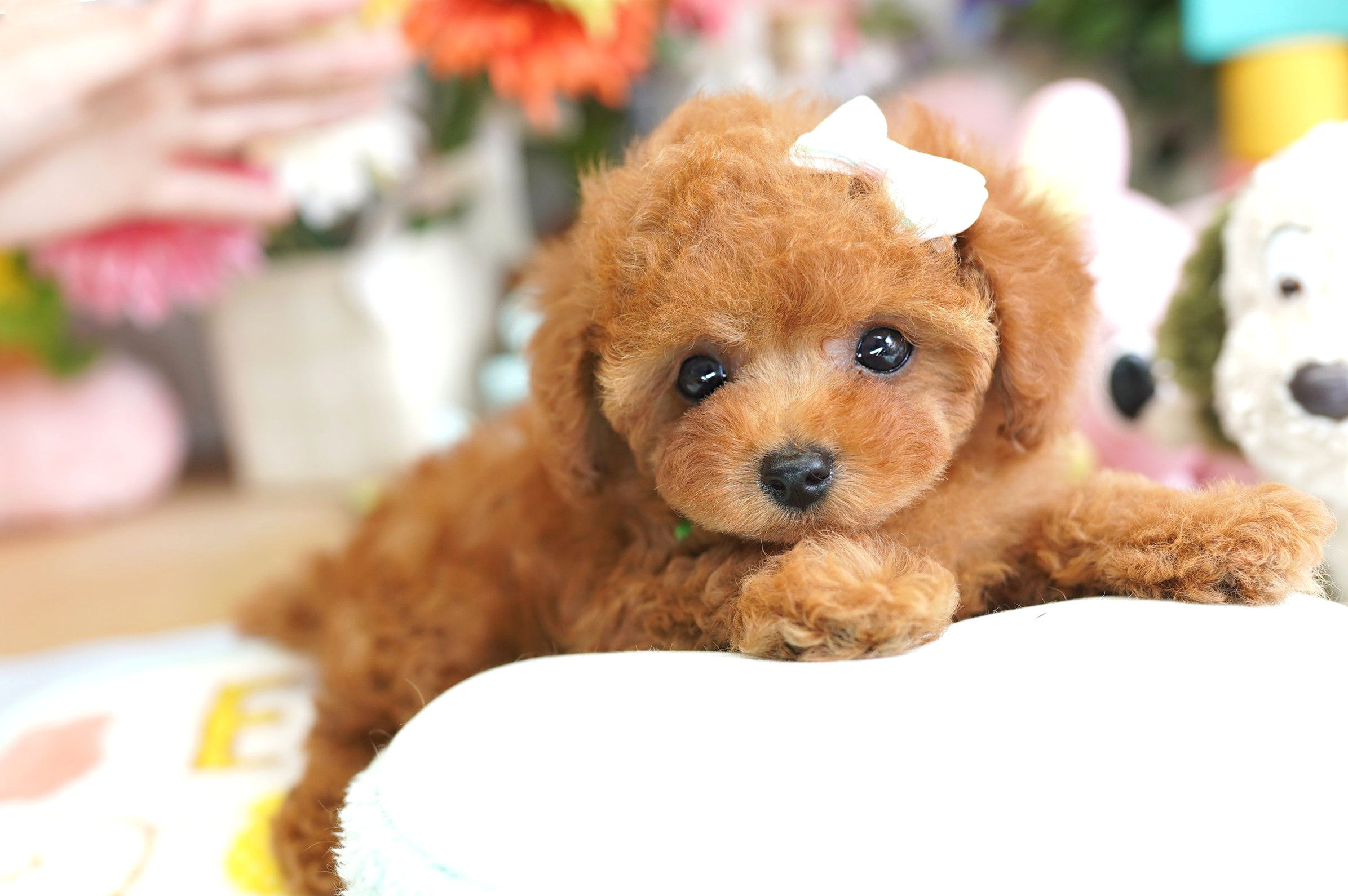 トイプードルの子犬紹介 2007151M｜トイプードル ブリーダー 【 ぷーずハウス 】 関東埼玉の子犬販売