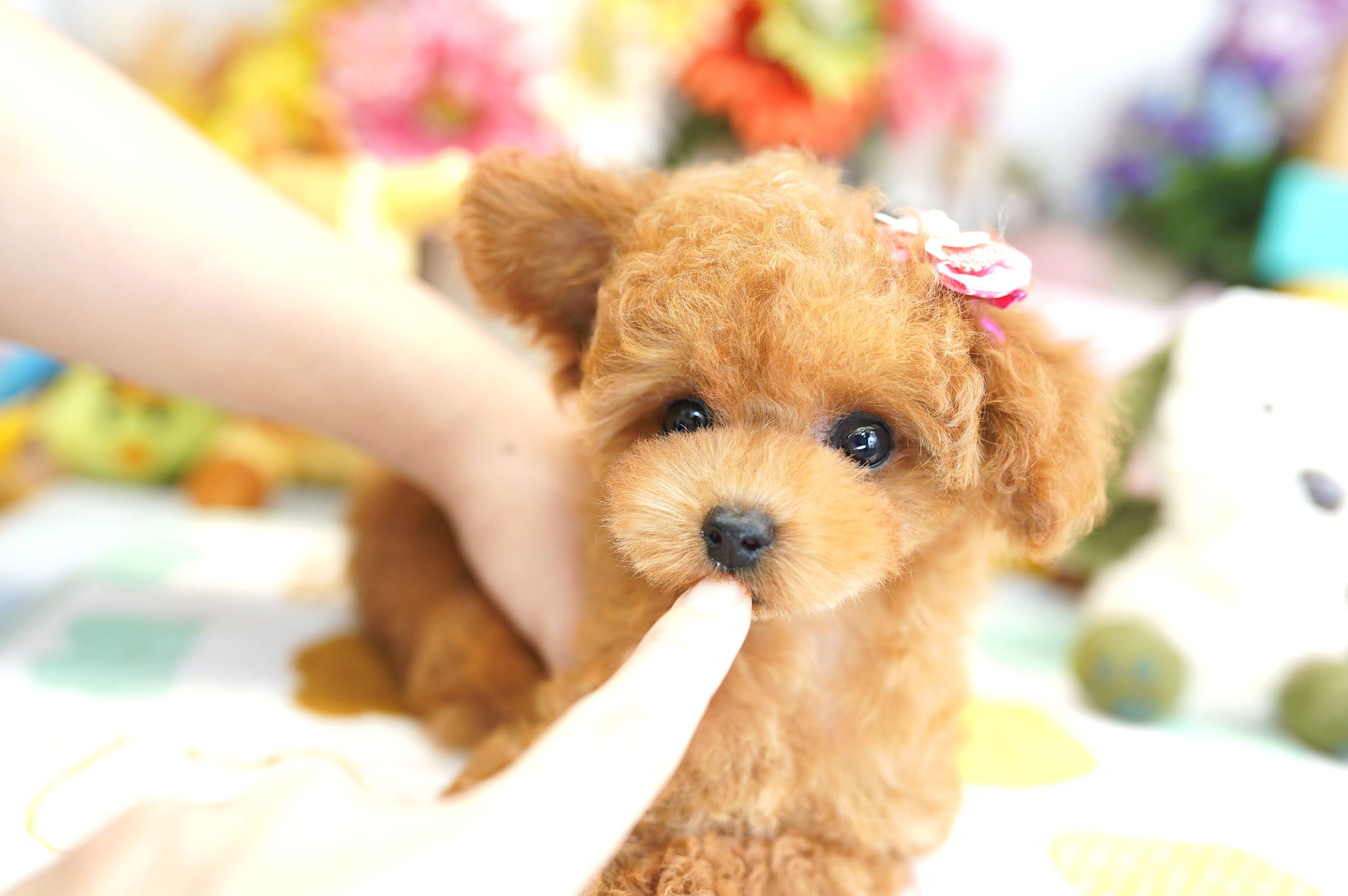 トイプードルの子犬紹介 0625 2w トイプードル ブリーダー ぷーずハウス 関東 埼玉の子犬販売