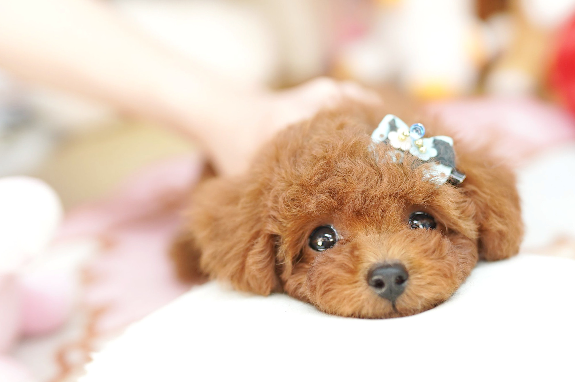 トイプードルの子犬紹介 3m トイプードル ブリーダー ぷーずハウス 関東 埼玉の子犬販売