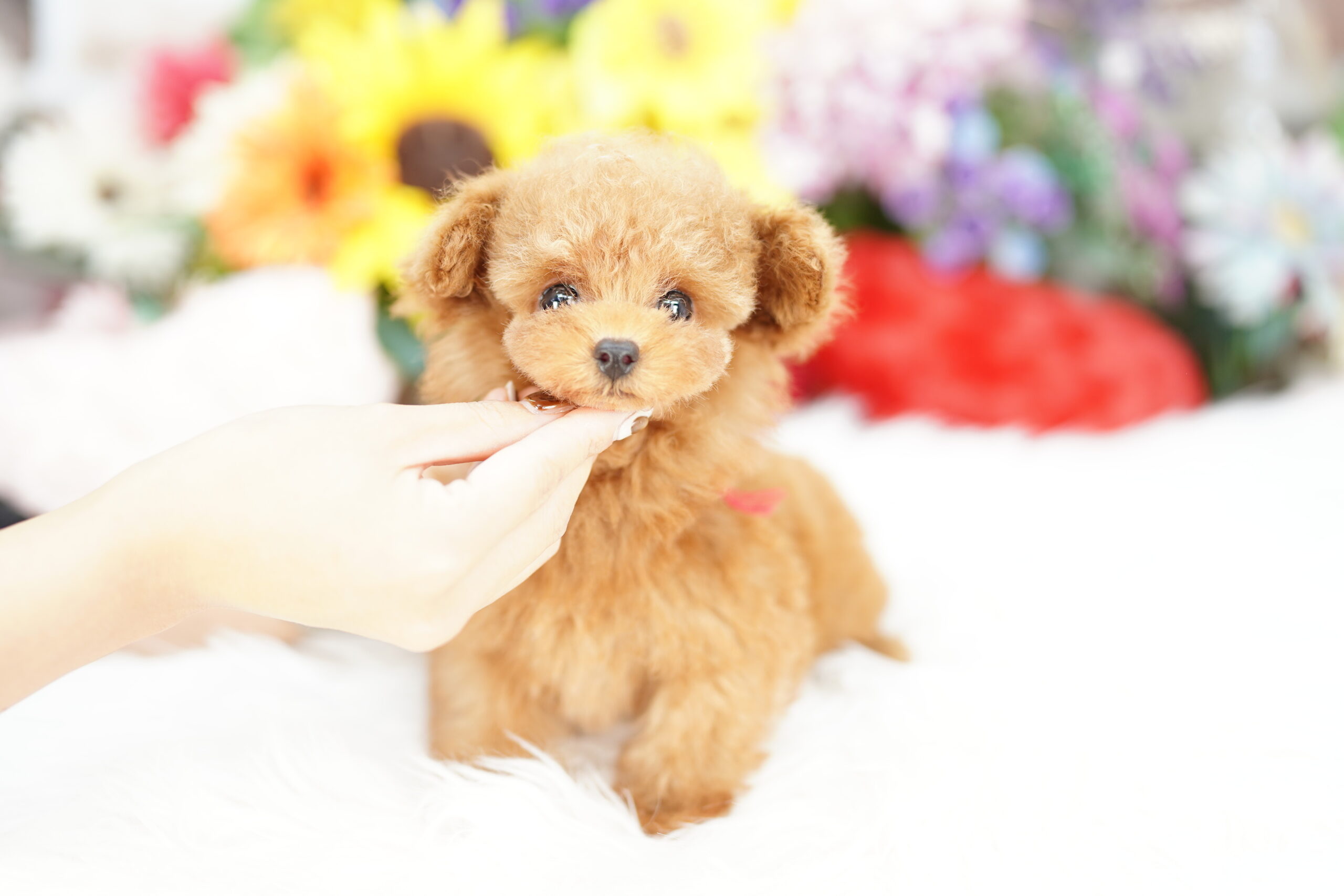 Lycee/リセ/SSP/ふわふわで優しいトイプードル 御園 苺華 lyceeきゃべつそふと 1.0 SP ふわふわで優しいトイプードル 御園