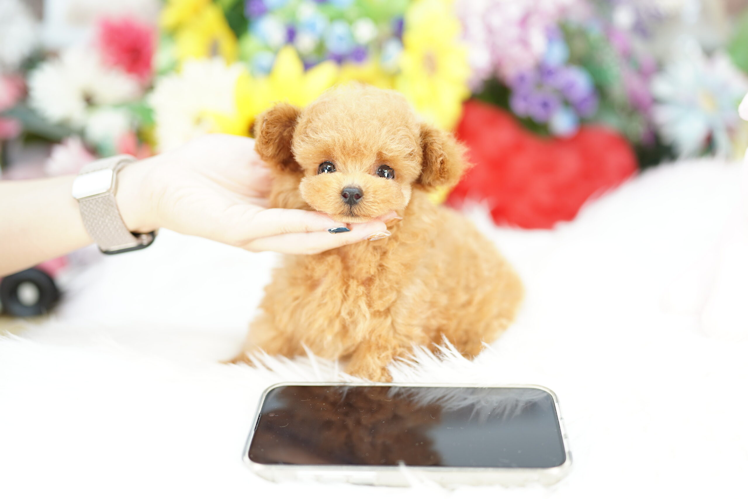 トイプー トイプードル【千葉県・女の子・2025年6月29日・シルバー】骨格